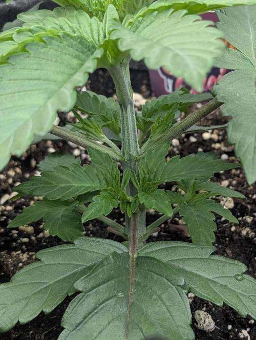 Grand Prixx - Wizard Trees. Week 3