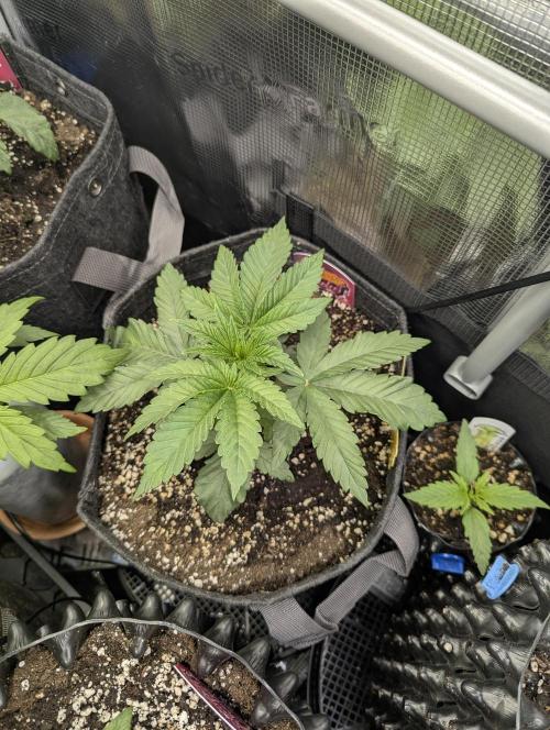 Grand Prixx - Wizard Trees. Week 3