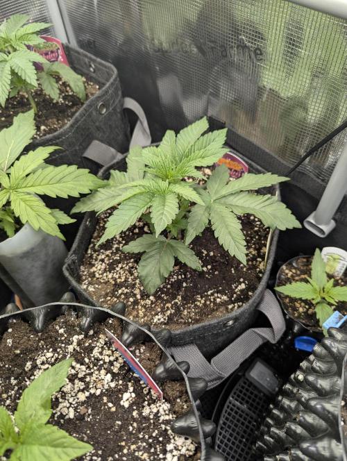 Grand Prixx - Wizard Trees. Week 3