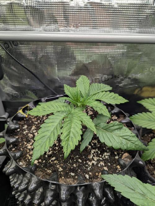 Monaco - Nine Weeks Harvest. Week 3