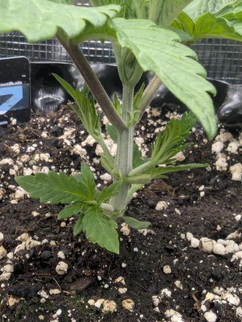 Monaco - Nine Weeks Harvest. Week 3