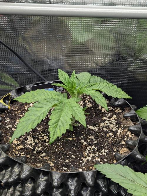 Monaco - Nine Weeks Harvest. Week 3