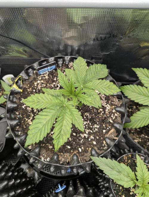 Monaco - Nine Weeks Harvest. Week 3