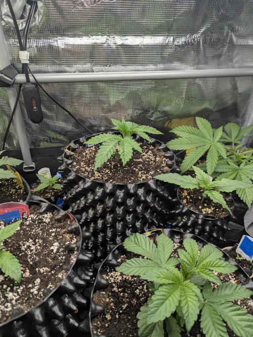 Monaco - Nine Weeks Harvest. Week 3