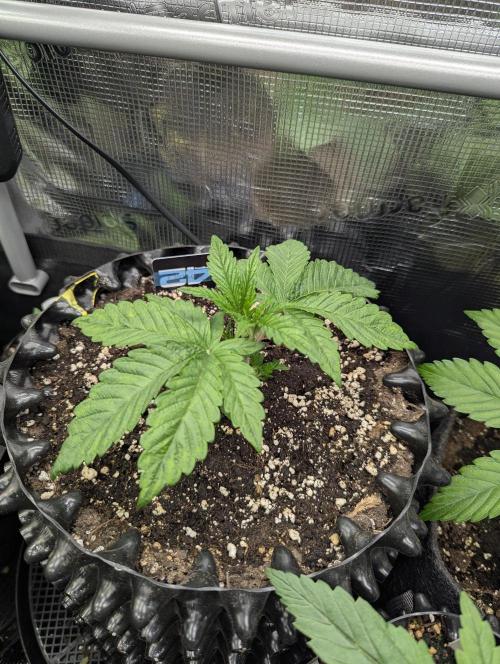 Monaco - Nine Weeks Harvest. Week 3