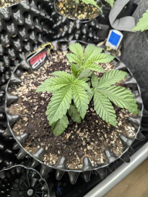 Potion - Wizard Trees. Week 3