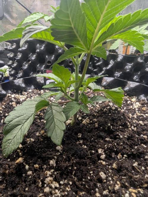 Potion - Wizard Trees. Week 3