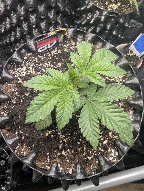 Potion - Wizard Trees. Week 3