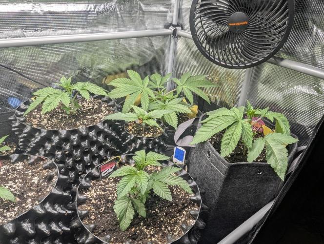 Potion - Wizard Trees. Week 3