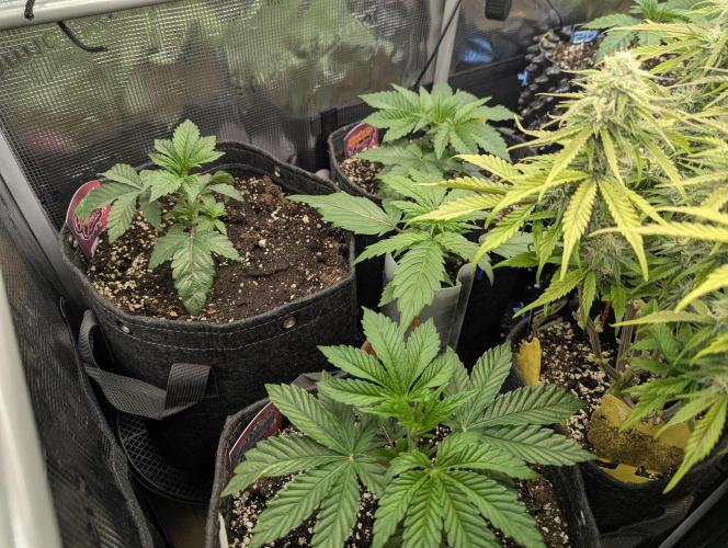 Night Ritual - Wizard Trees. Week 3