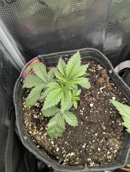Night Ritual - Wizard Trees. Week 3