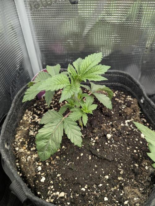 Night Ritual - Wizard Trees. Week 3