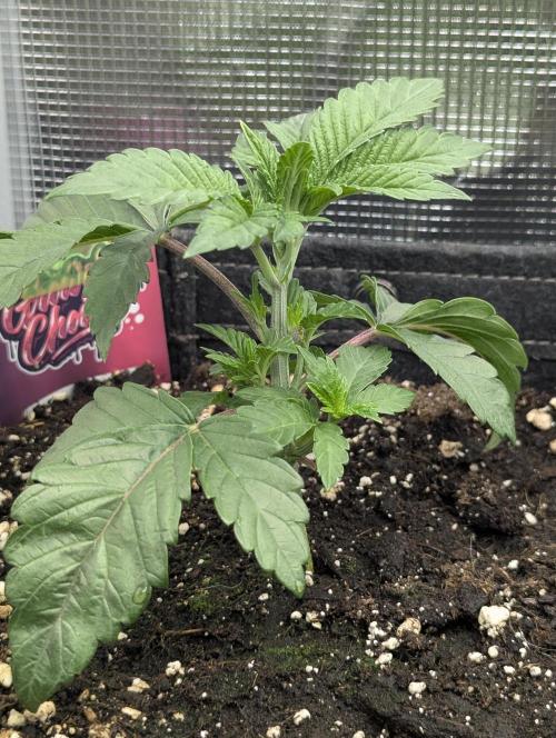 Night Ritual - Wizard Trees. Week 3