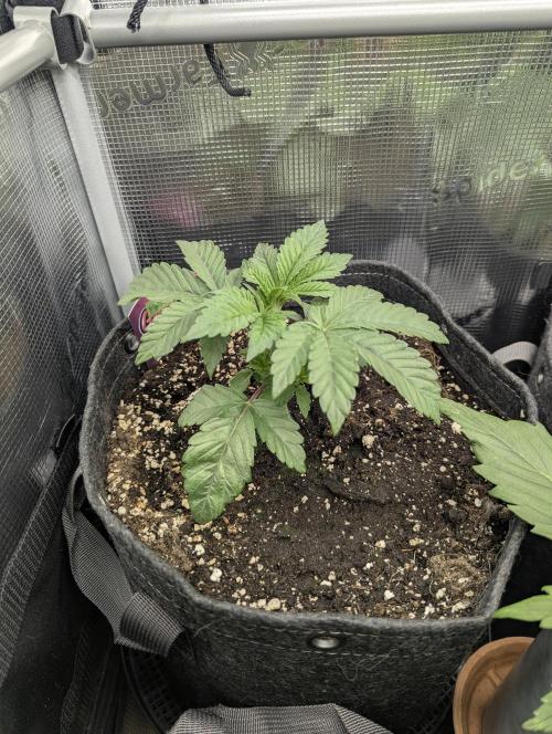 Grow Tent 3x3x6 (90cm x 90cm x 180cm). Week 3