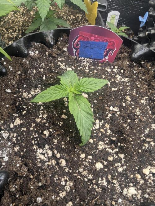 Glue 31 - Compound Genetics. Week 1