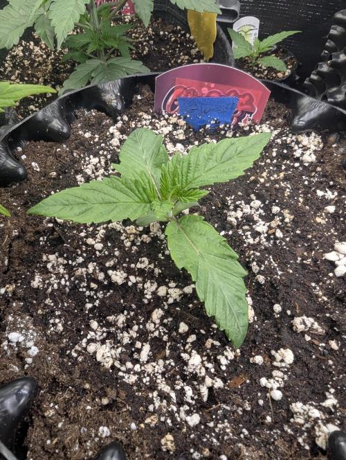 Glue 31 - Compound Genetics. Week 1