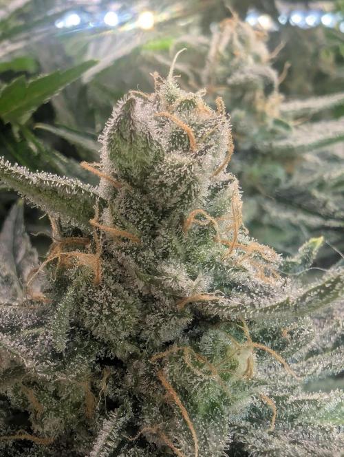 Zkittlez - Growers Choice. Week 12