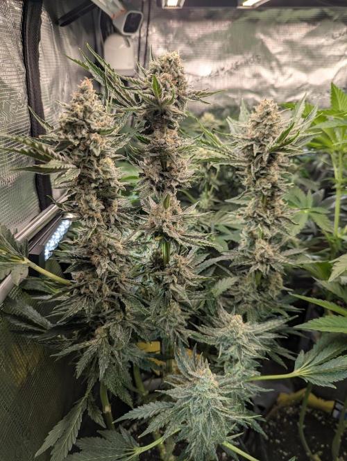 Zkittlez - Growers Choice. Week 12