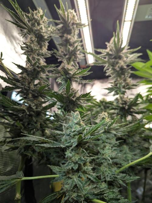 Zkittlez - Growers Choice. Week 12