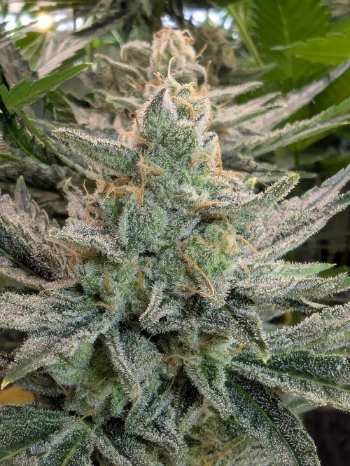 Zkittlez - Growers Choice. Week 12