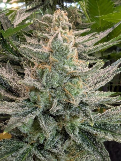 Zkittlez - Growers Choice. Week 12