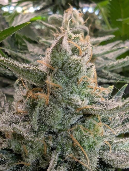 Zkittlez - Growers Choice. Week 12
