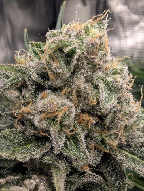 Zkittlez - Growers Choice. Week 12