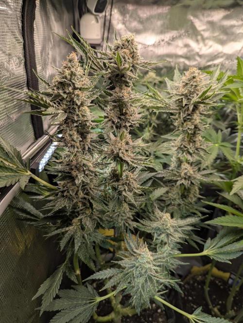 Zkittlez - Growers Choice. Week 12