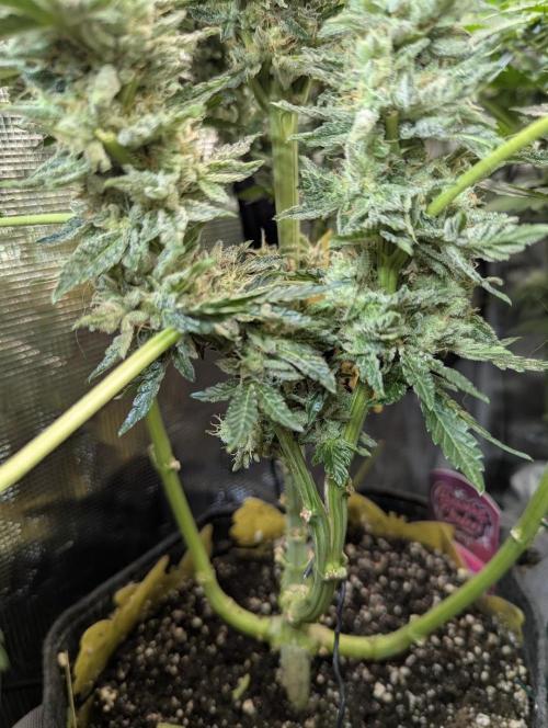 Zkittlez - Growers Choice. Week 12