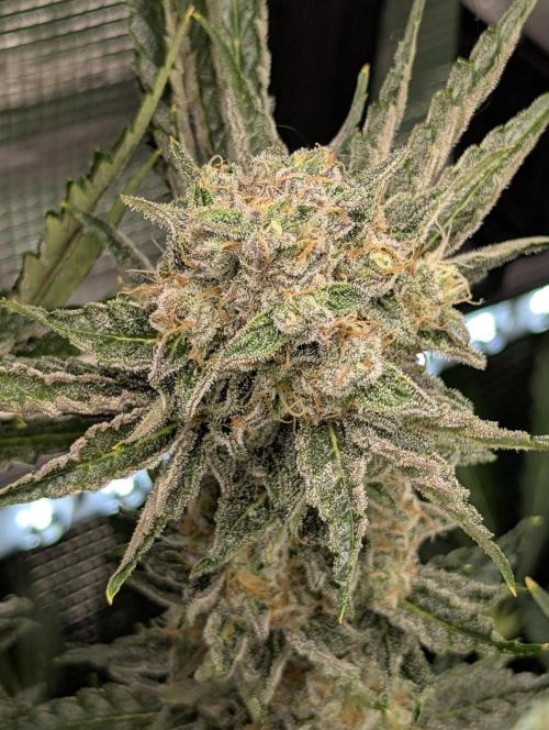 Zkittlez - Growers Choice. Week 12