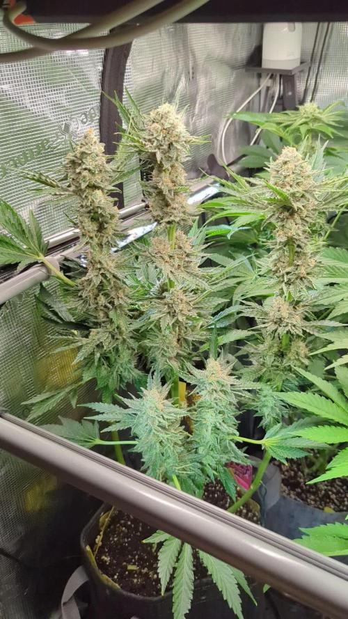 Zkittlez - Growers Choice