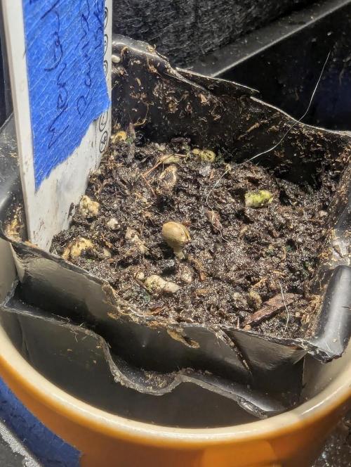 Mental Rainbow FF - Sweet Seeds. Week 0