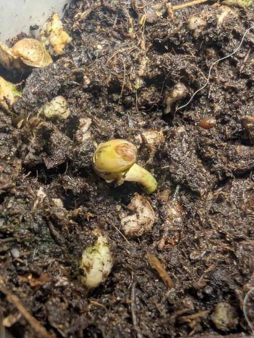 Mental Rainbow FF - Sweet Seeds. Week 0