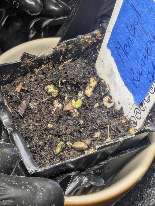Mental Rainbow FF - Sweet Seeds. Week 0