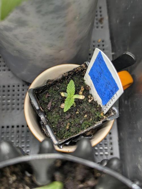 Mental Rainbow FF - Sweet Seeds. Week 0