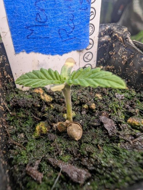 Mental Rainbow FF - Sweet Seeds. Week 0