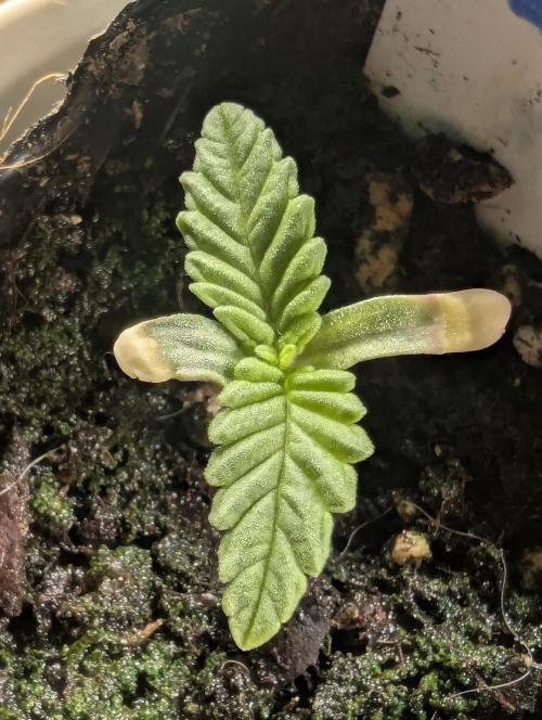 Mental Rainbow FF - Sweet Seeds. Week 0