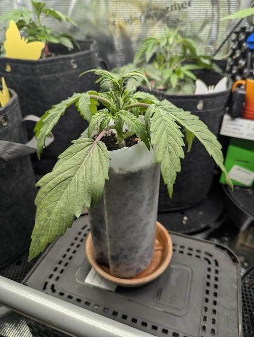 TB SkittleZ Auto - Bulldog Seeds. Week 3