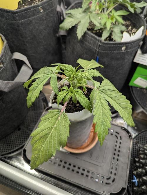 TB SkittleZ Auto - Bulldog Seeds. Week 3