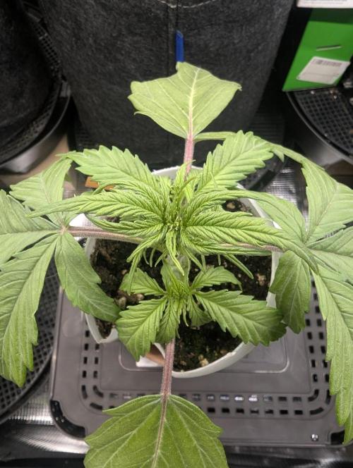 TB SkittleZ Auto - Bulldog Seeds. Week 3
