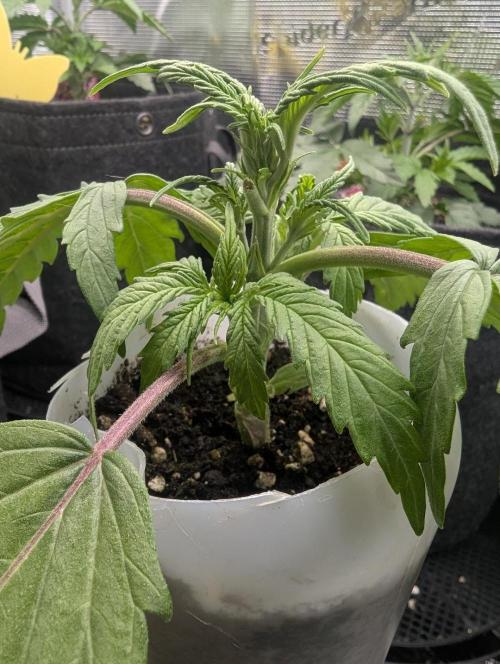 TB SkittleZ Auto - Bulldog Seeds. Week 3