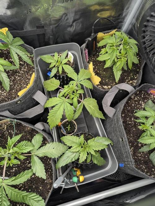 TB SkittleZ Auto - Bulldog Seeds. Week 3