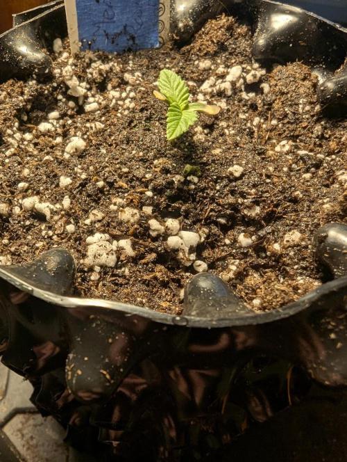 Mental Rainbow FF - Sweet Seeds. Week 0