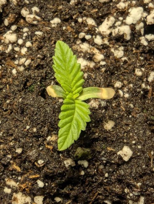 Mental Rainbow FF - Sweet Seeds. Week 0