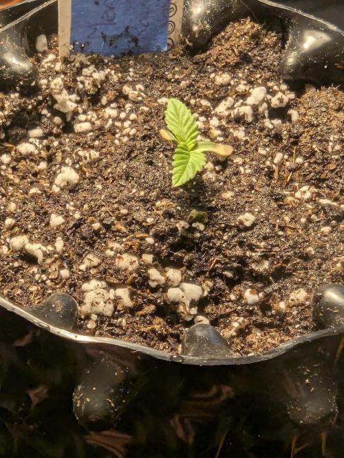 Mental Rainbow FF - Sweet Seeds. Week 0