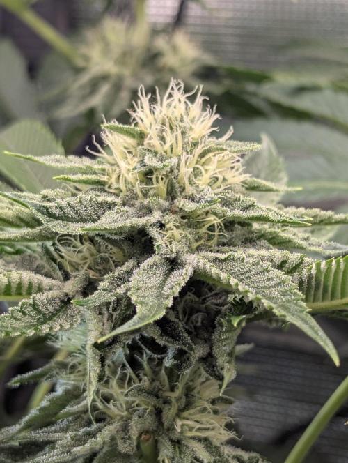 Wizard Fuel - Wizard Trees. Week 10