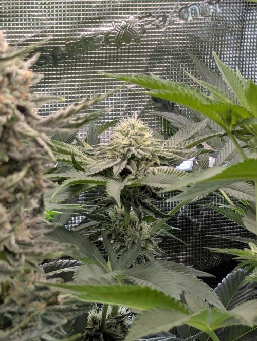Wizard Fuel - Wizard Trees. Week 10