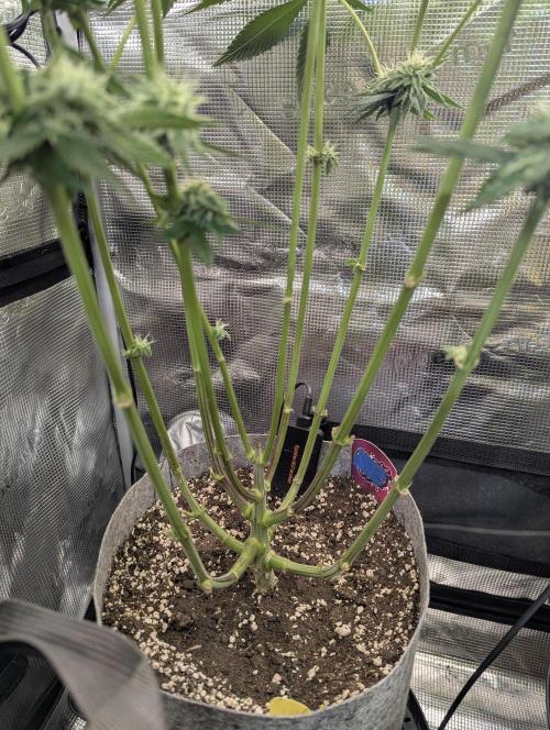 Wizard Fuel - Wizard Trees. Week 10