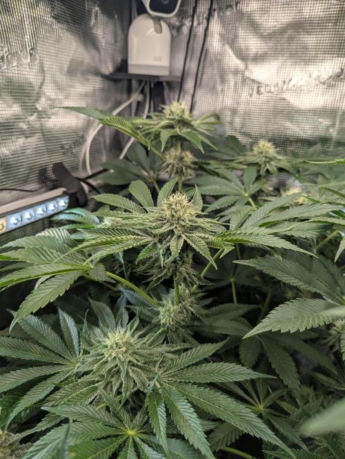 Wizard Fuel - Wizard Trees. Week 10