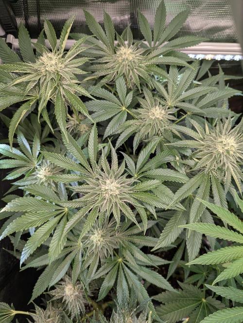 Wizard Fuel - Wizard Trees. Week 10